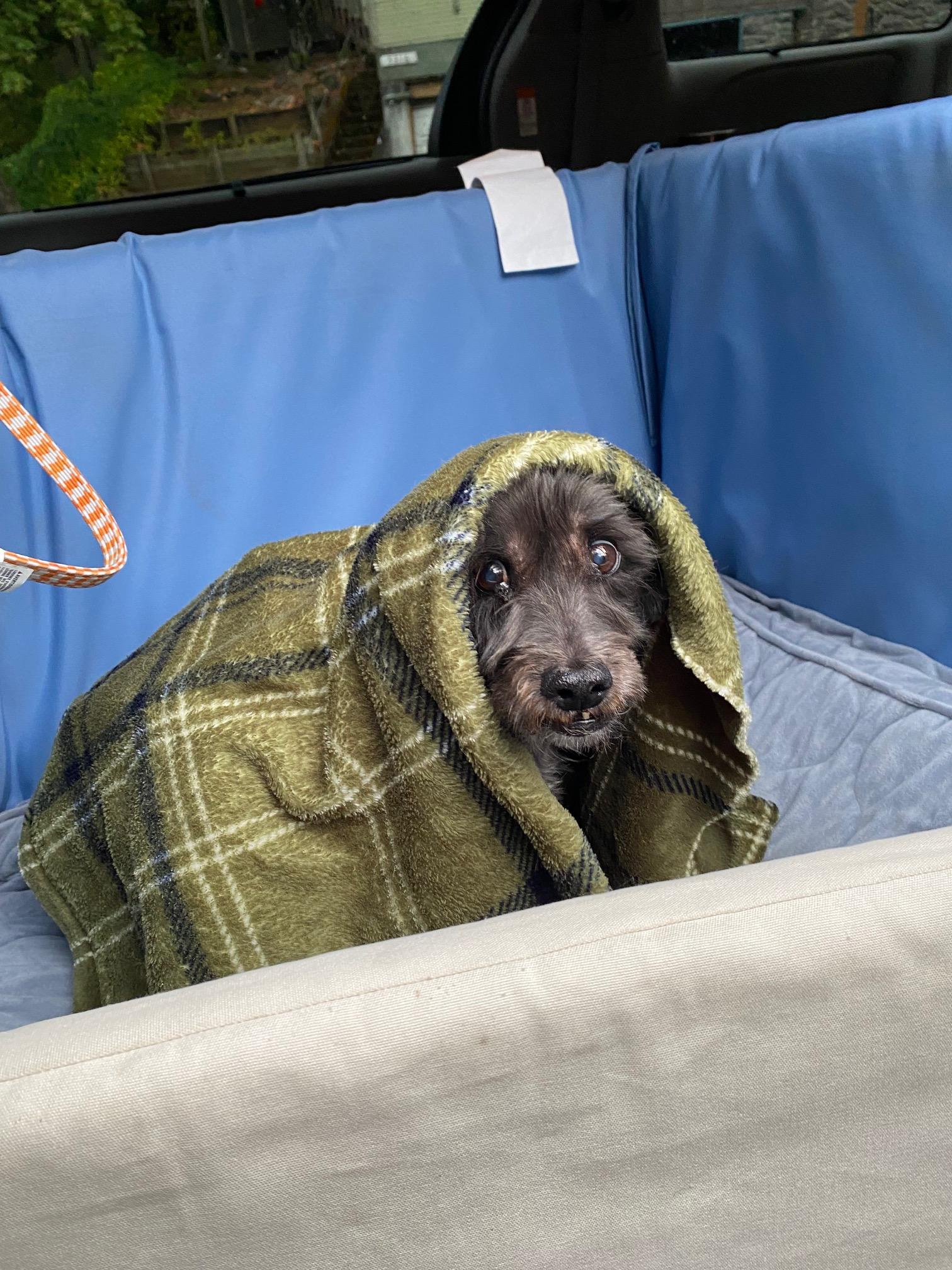 Pepperoni, a Adoptable mixed breed in Portland, OR image 2/6