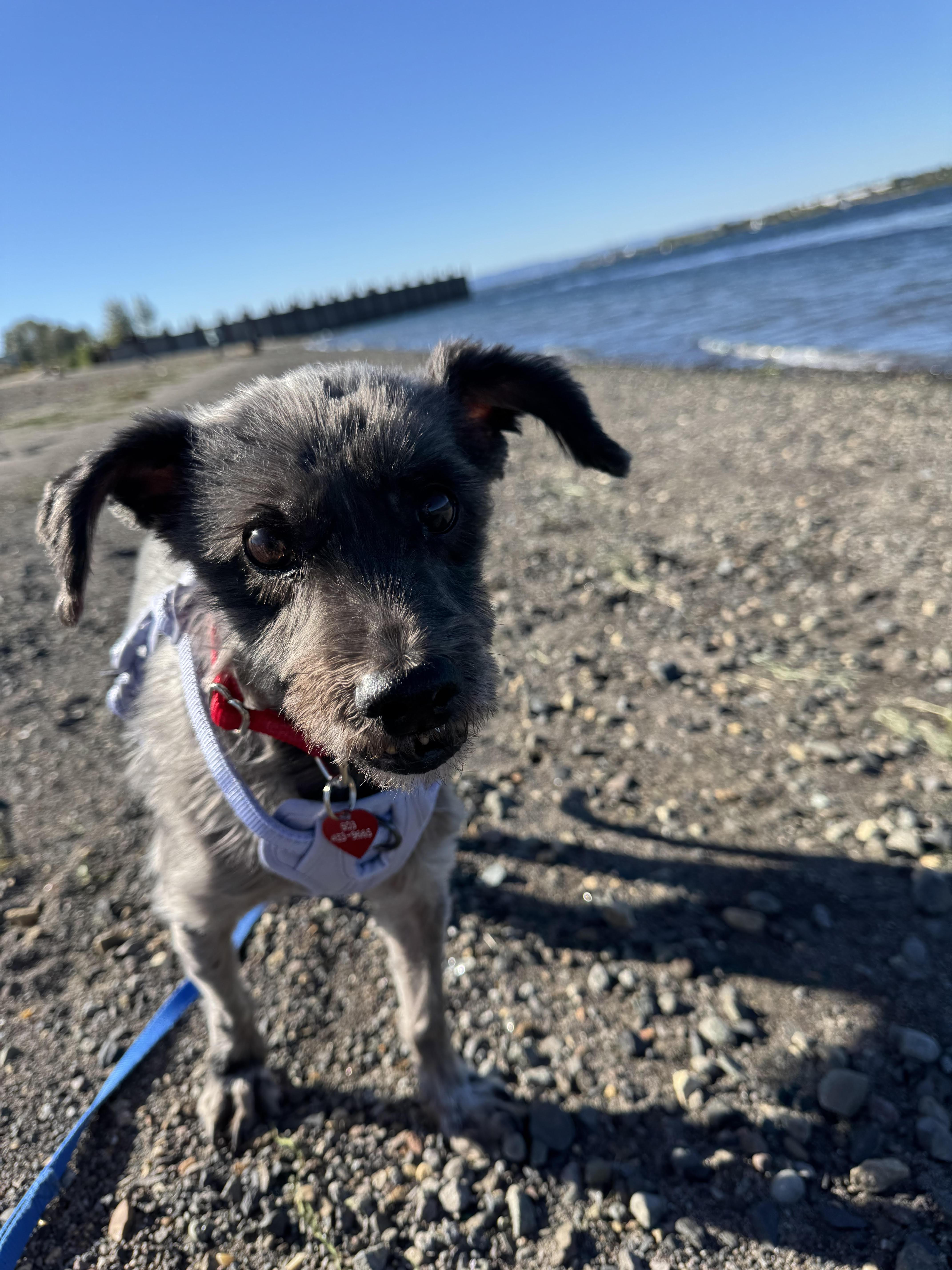 Pepperoni, a Adoptable mixed breed in Portland, OR image 3/6