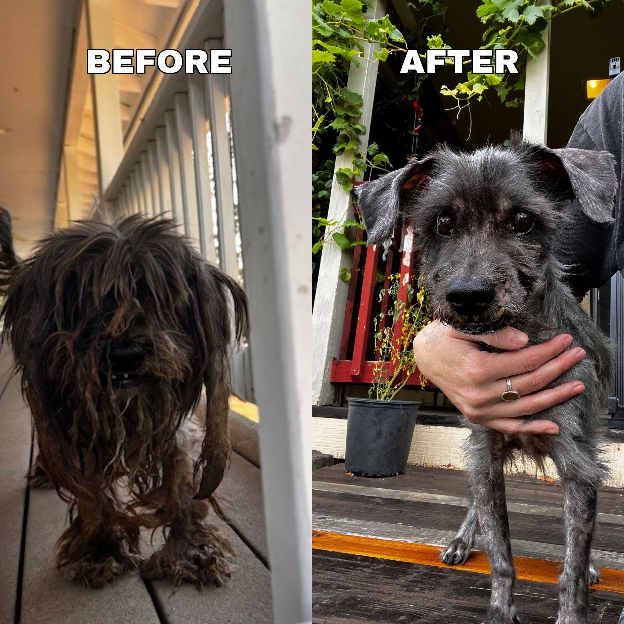 Pepperoni, a Adoptable mixed breed in Portland, OR image 4/6