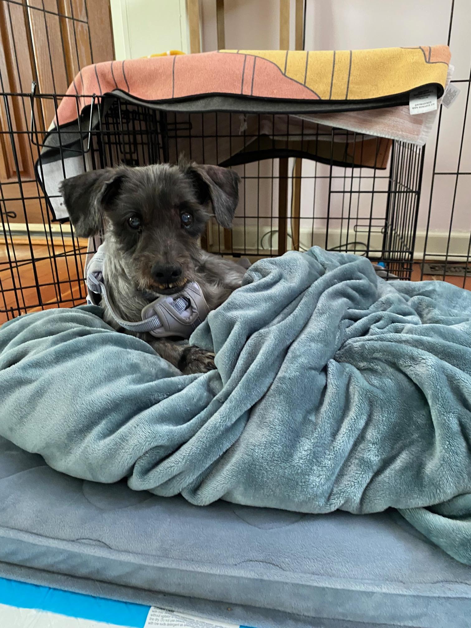 Pepperoni, a Adoptable mixed breed in Portland, OR image 5/6