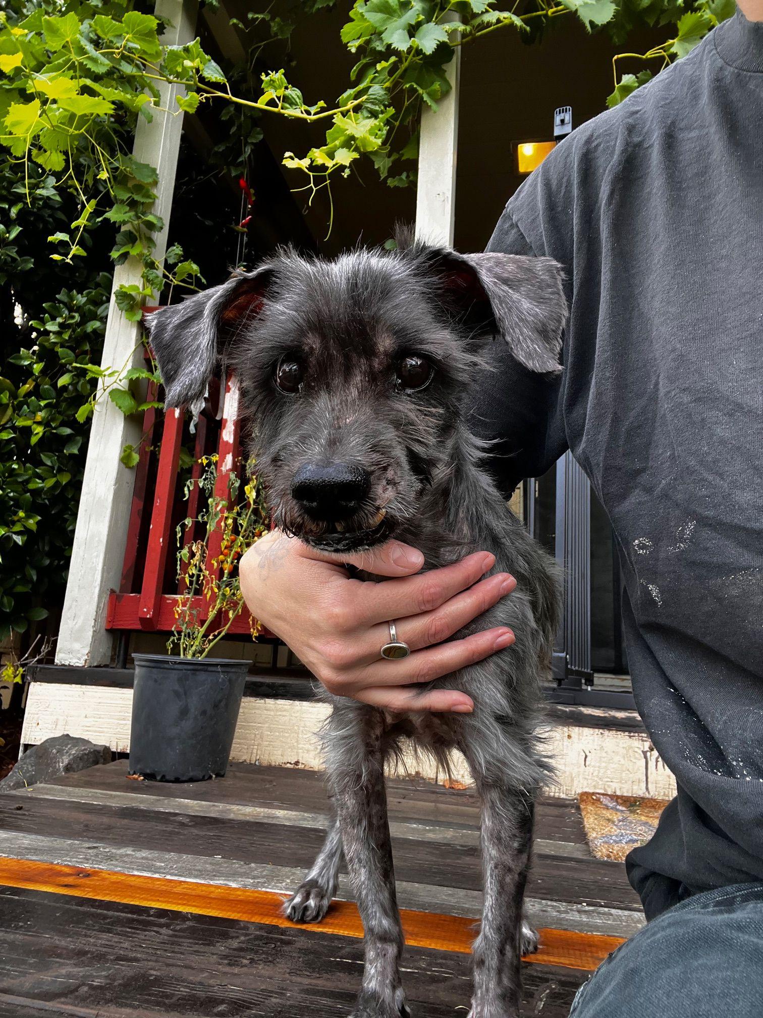 Pepperoni, a Adoptable mixed breed in Portland, OR image 6/6