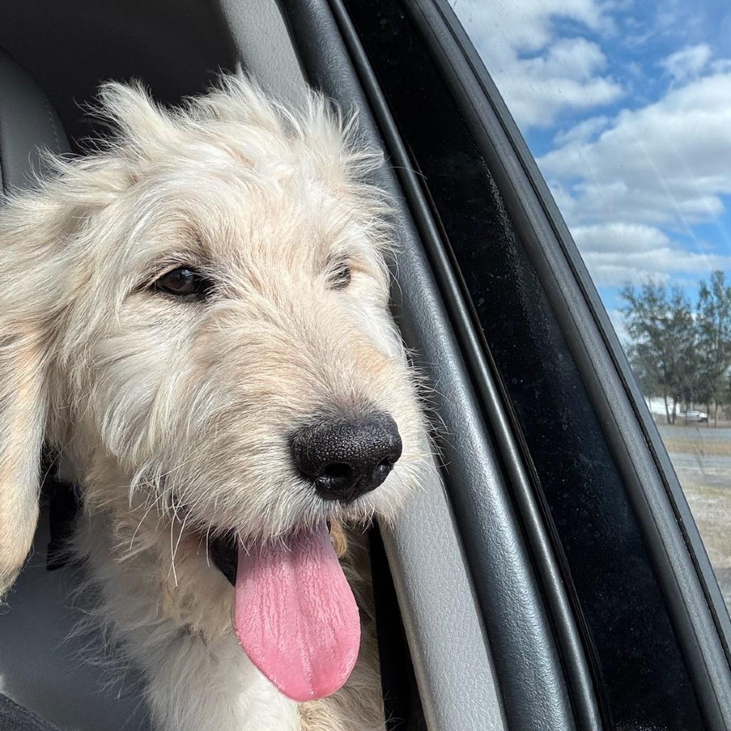 Helios, adopted, Puppy Male Labradoodle & Goldendoodle.