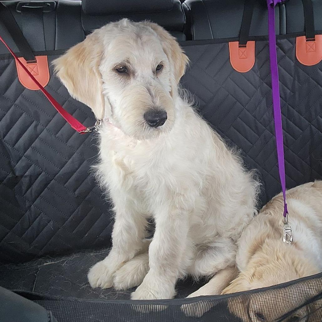 Enlarge Helios, an adopted mixed breed in Ocala, FL image 2/5