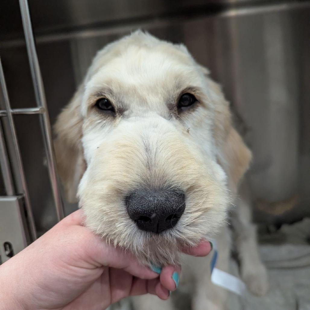 Enlarge Helios, an adopted mixed breed in Ocala, FL image 3/5