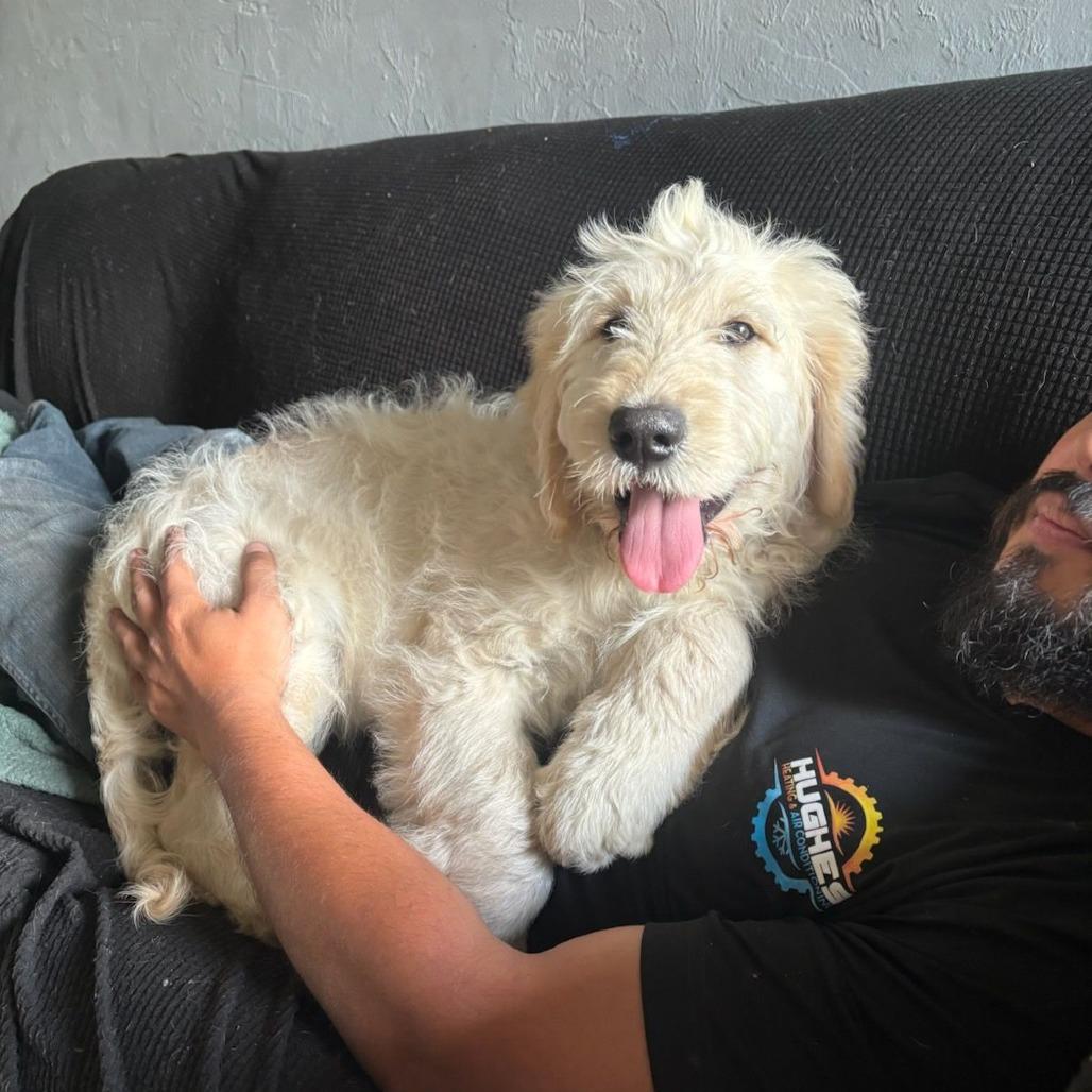 Enlarge Helios, an adopted mixed breed in Ocala, FL image 4/5