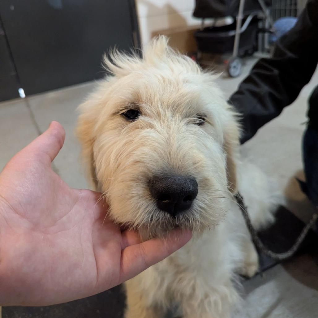 Enlarge Helios, an adopted mixed breed in Ocala, FL image 5/5