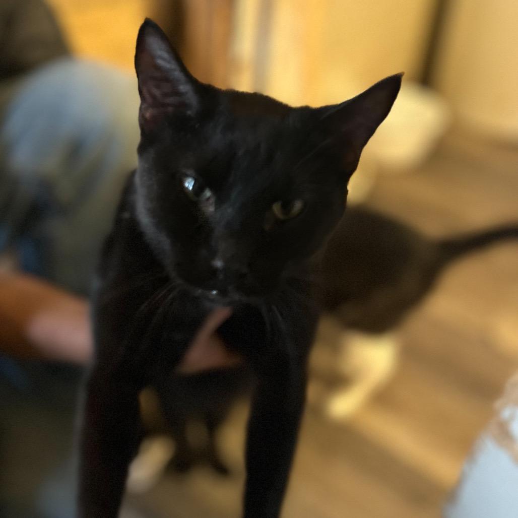 Enlarge Edison, a Adoptable Domestic Short Hair in Nampa, ID image 1/4