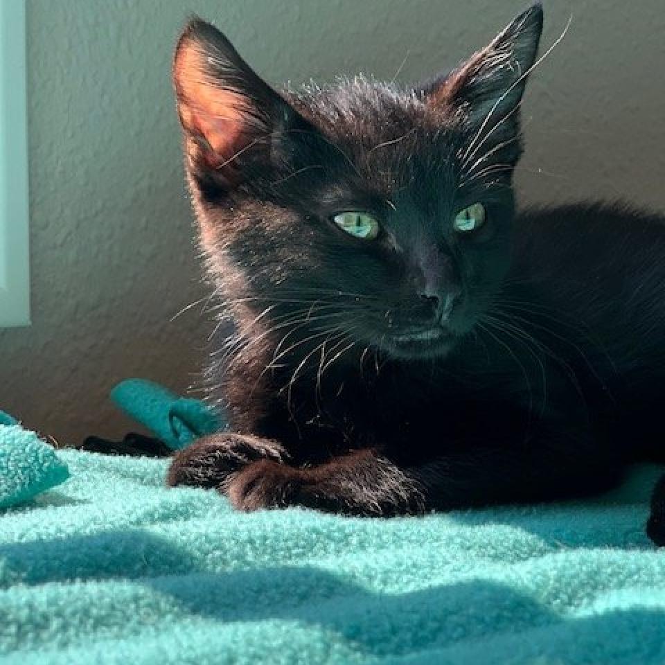 Enlarge Edison, a Adoptable Domestic Short Hair in Nampa, ID image 2/4