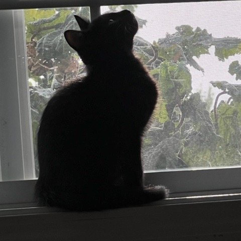 Enlarge Edison, a Adoptable Domestic Short Hair in Nampa, ID image 4/4