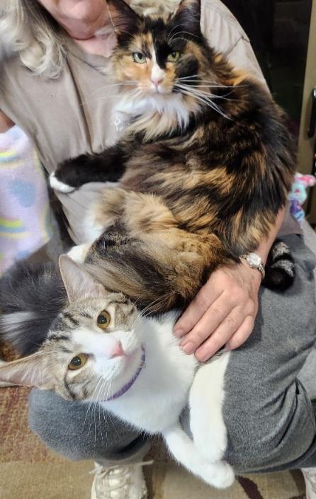 MILA & Marlow bonded polydactals, Adoptable, Adult Female Extra-Toes Cat / Hemingway Polydactyl.