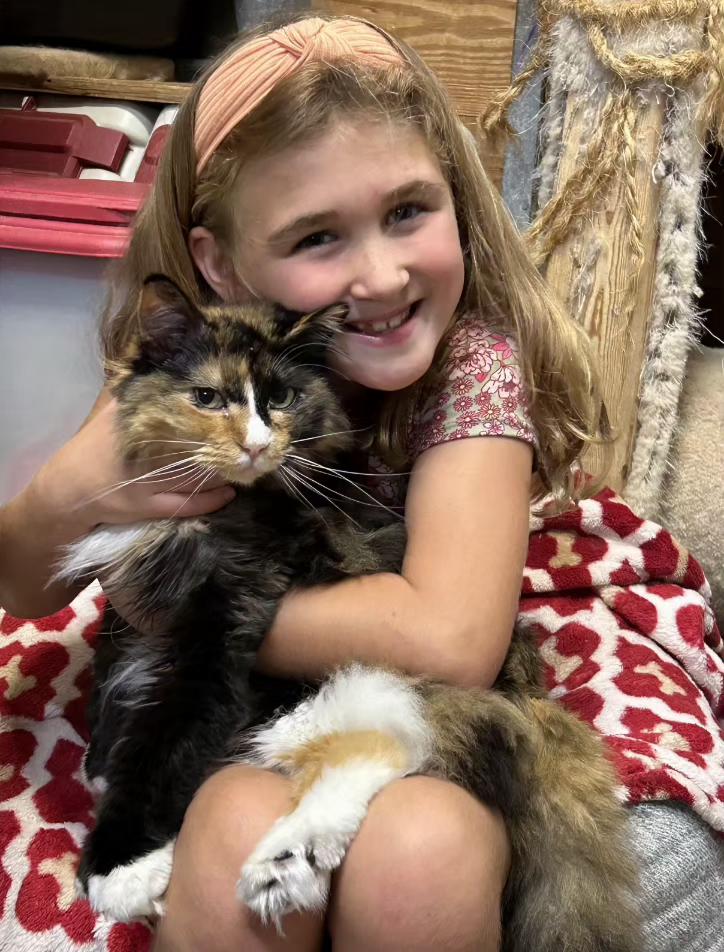 MILA & Marlow bonded polydactals, a Adoptable Extra-Toes Cat / Hemingway Polydactyl in Fayetteville, AR image 2/4