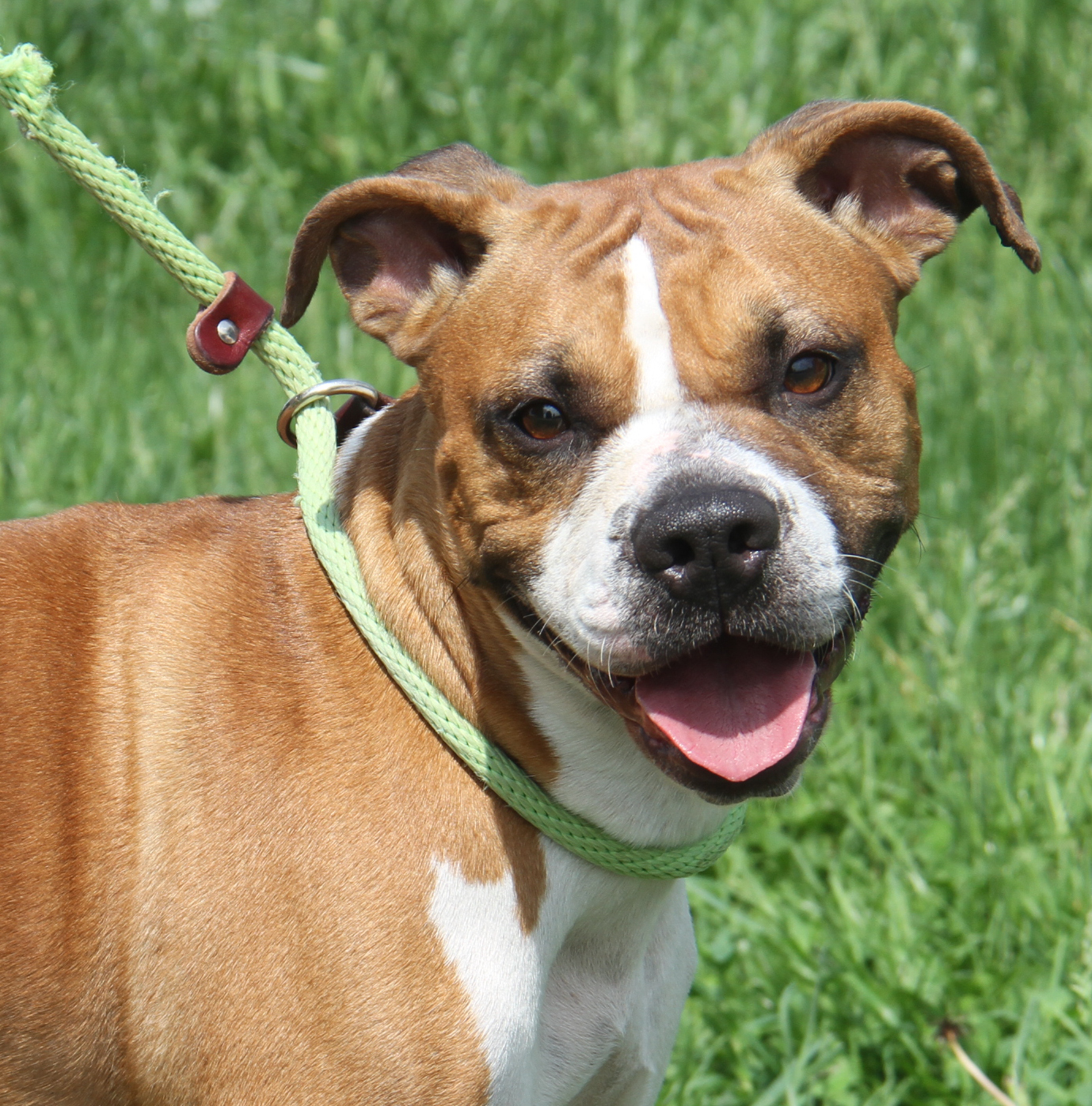 Sadie, a Adoptable mixed breed in Marietta, OH image 4/6