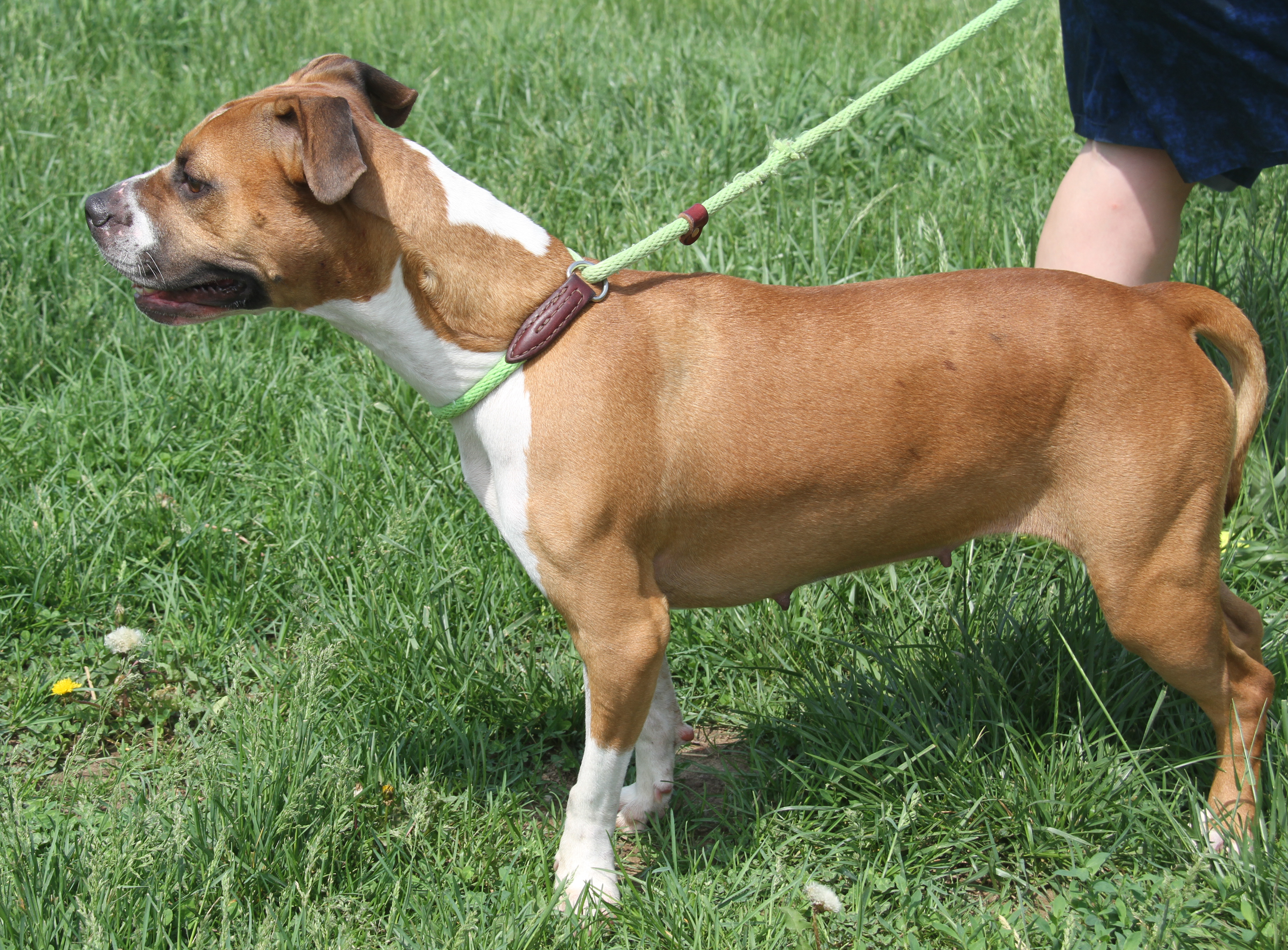 Sadie, a Adoptable mixed breed in Marietta, OH image 3/6