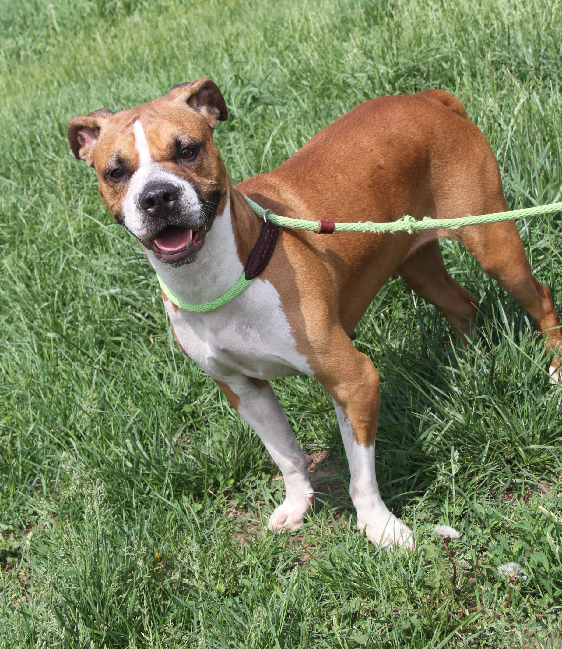 Sadie, a Adoptable mixed breed in Marietta, OH image 2/6