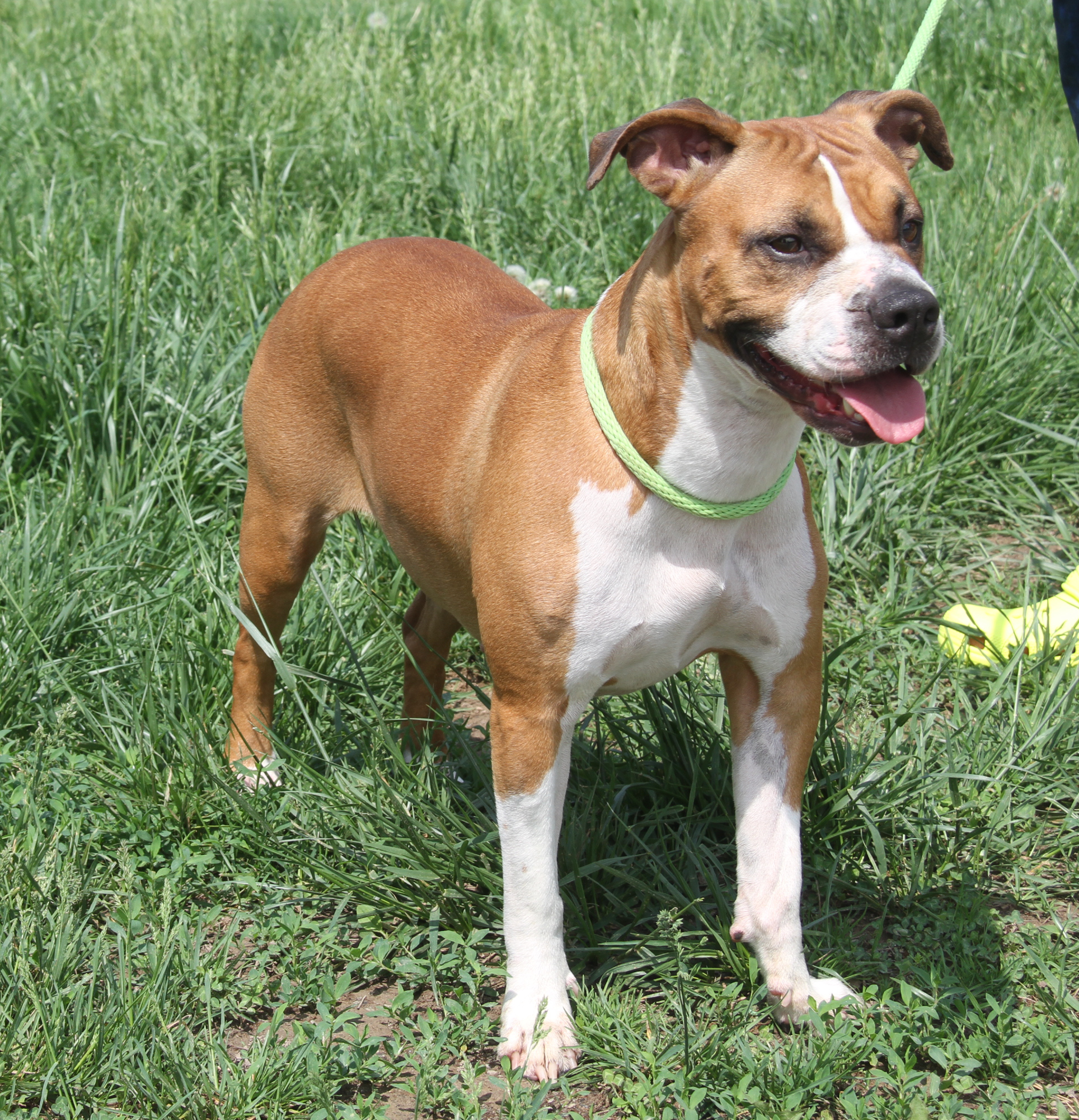 Sadie, a Adoptable mixed breed in Marietta, OH image 5/6