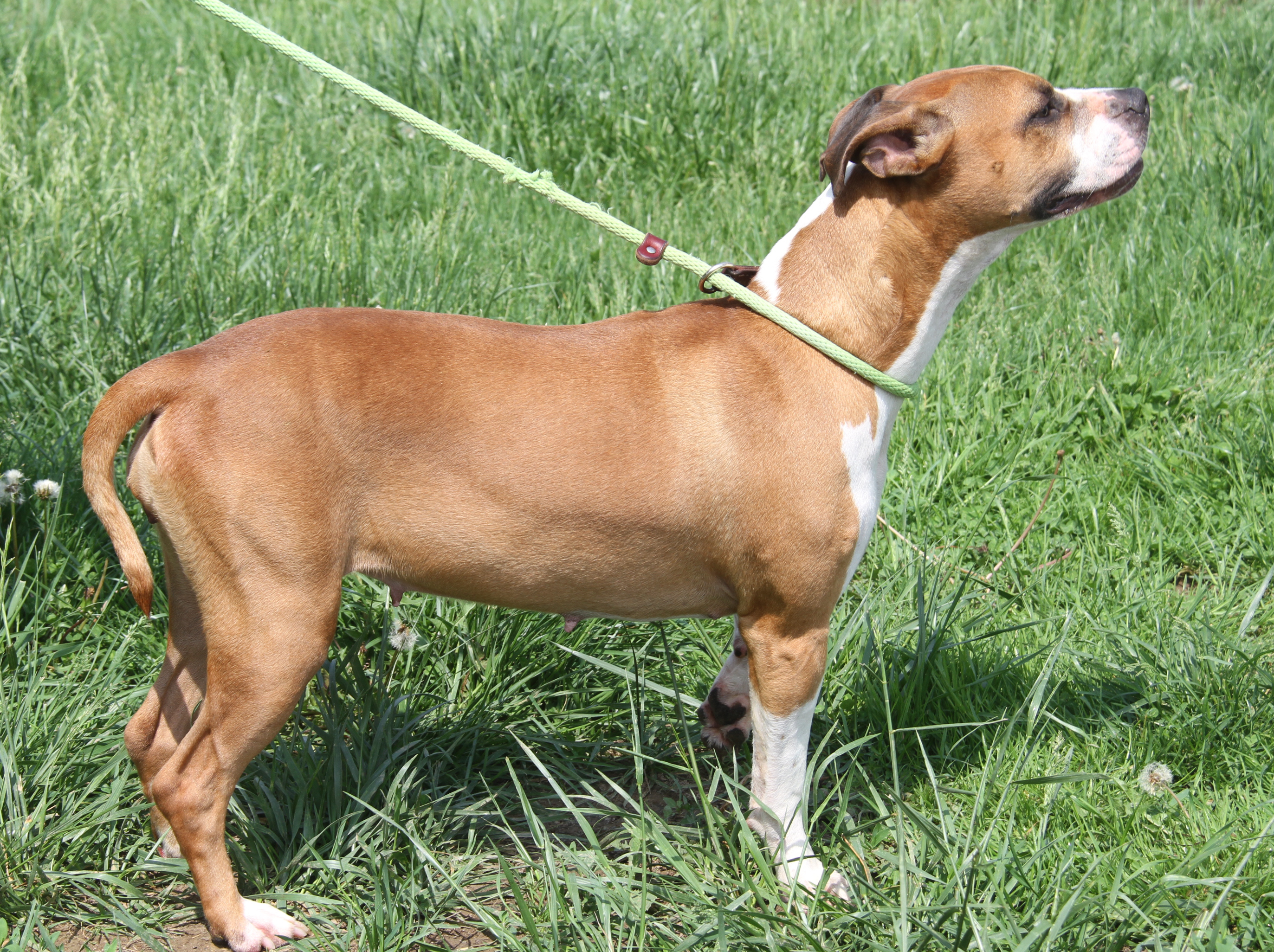 Sadie, a Adoptable mixed breed in Marietta, OH image 6/6