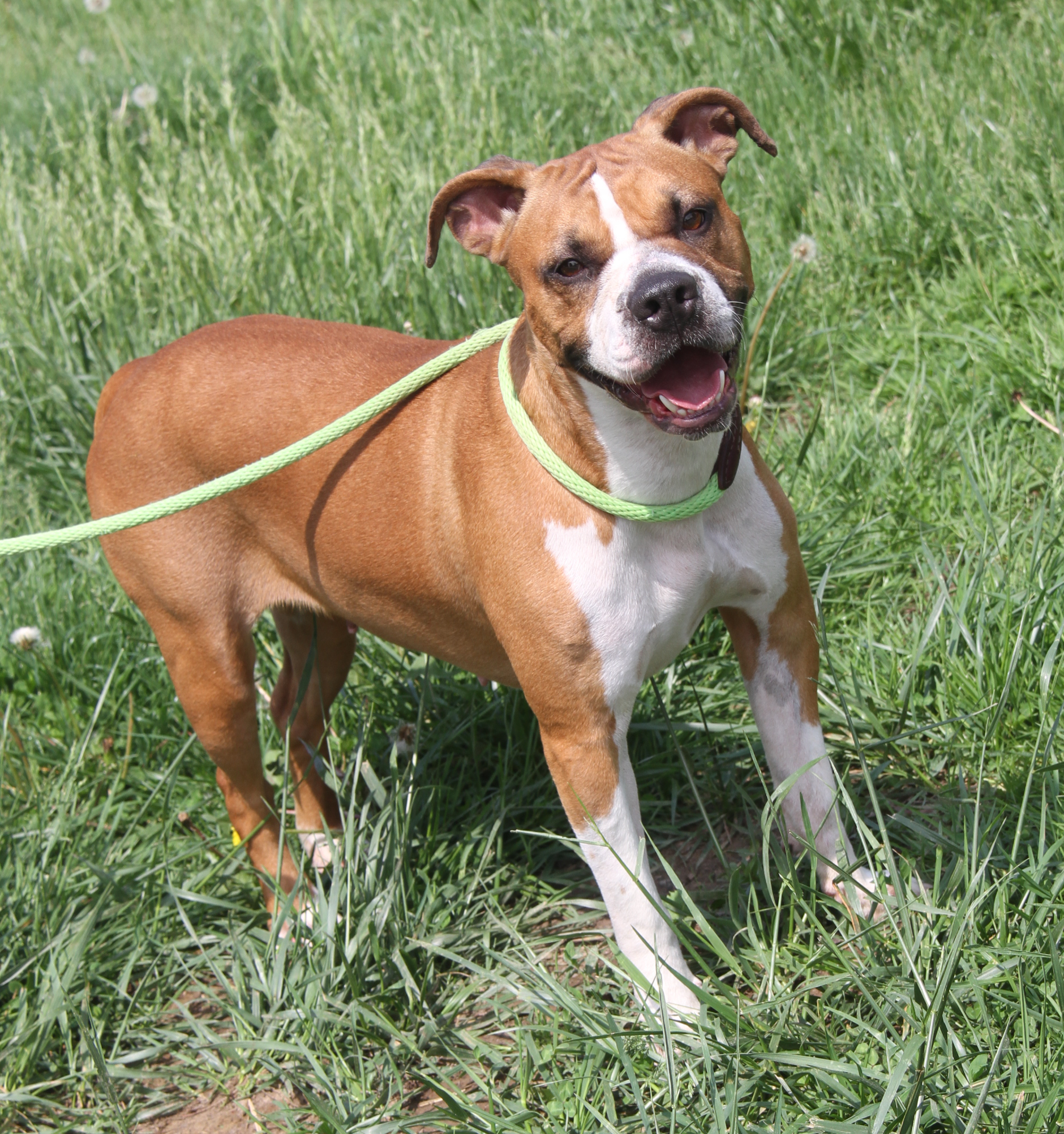 Sadie, Adoptable, Adult Female Boxer.