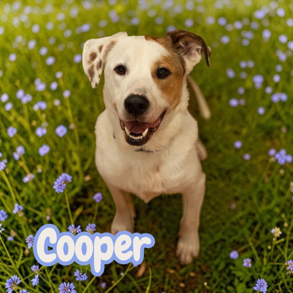 Enlarge Cooper, a Adoptable Mixed Breed in Duck River, TN image 1/2