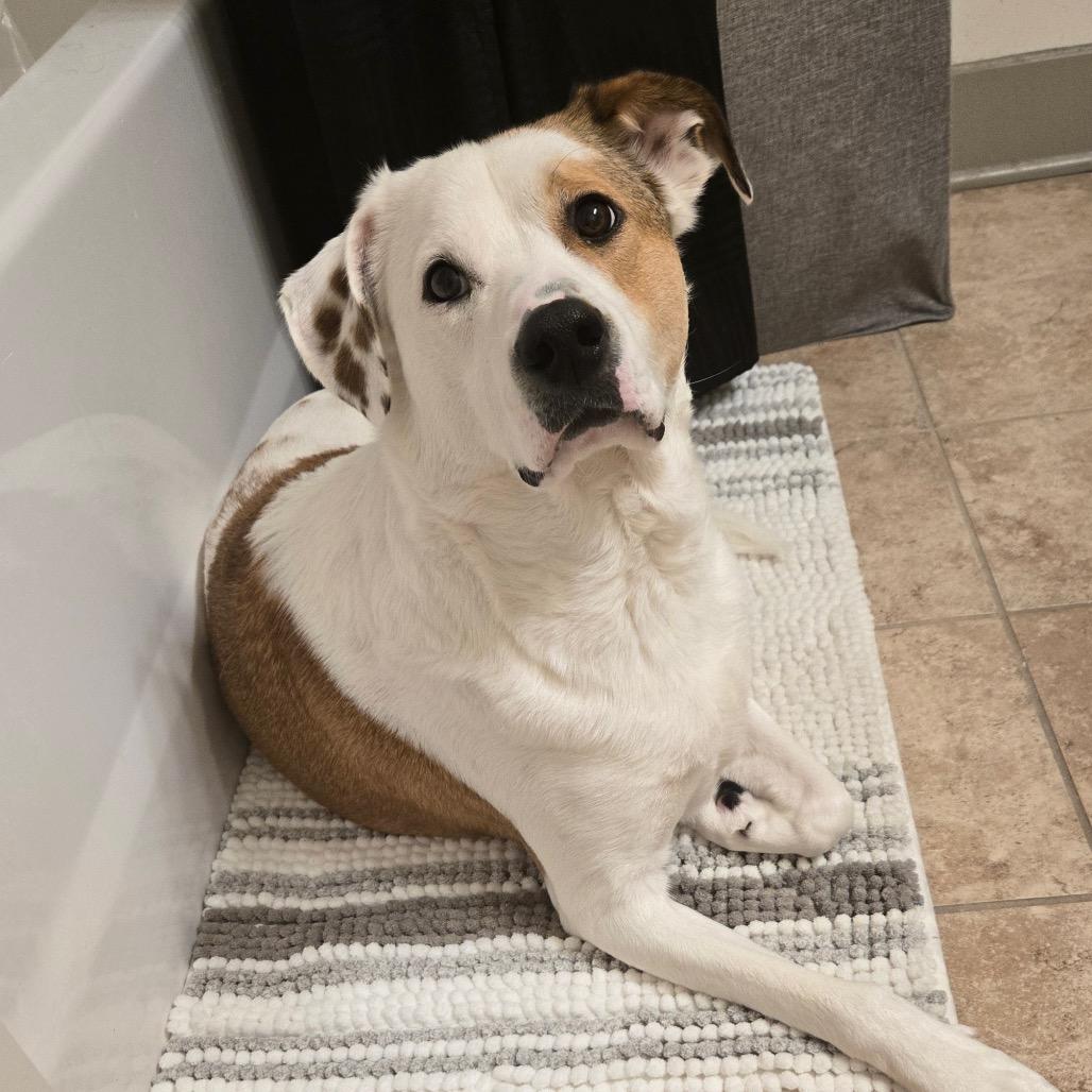 Enlarge Cooper, a Adoptable Mixed Breed in Duck River, TN image 1/1