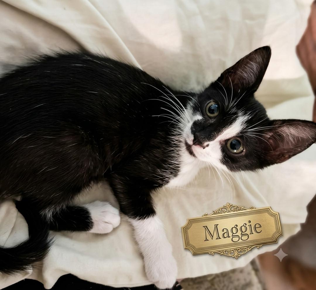Enlarge Maggie - The Simpsons, a Adoptable Tuxedo in Houston, TX image 1/3