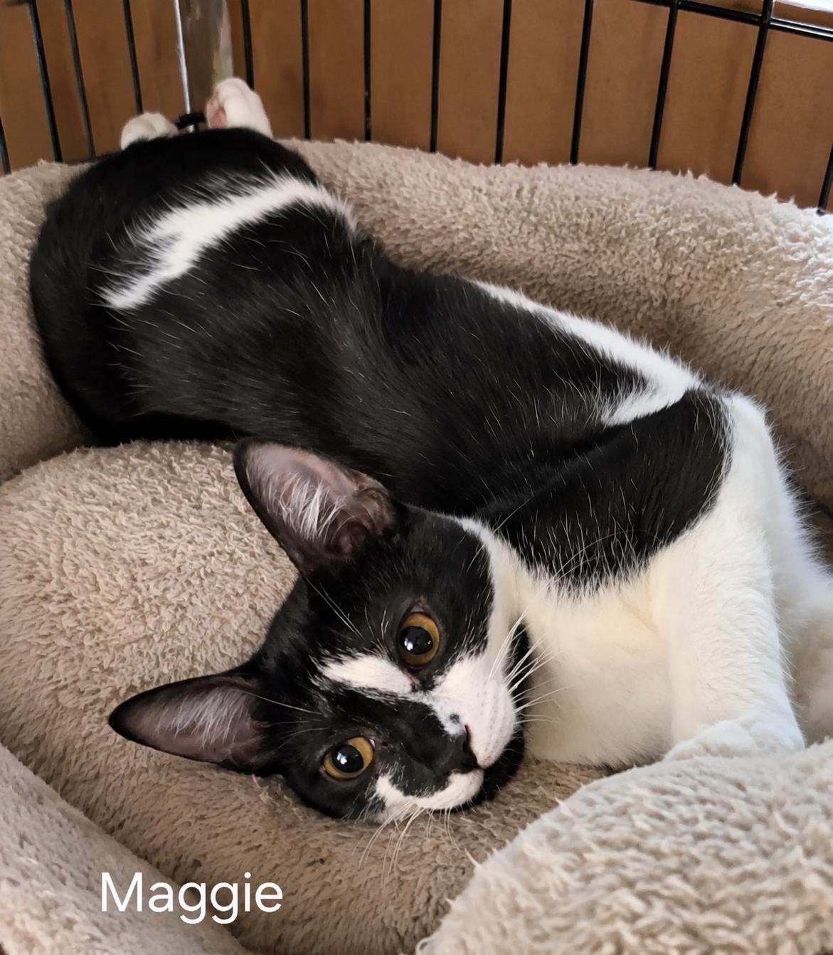Enlarge Maggie - The Simpsons, a Adoptable Tuxedo in Houston, TX image 3/3
