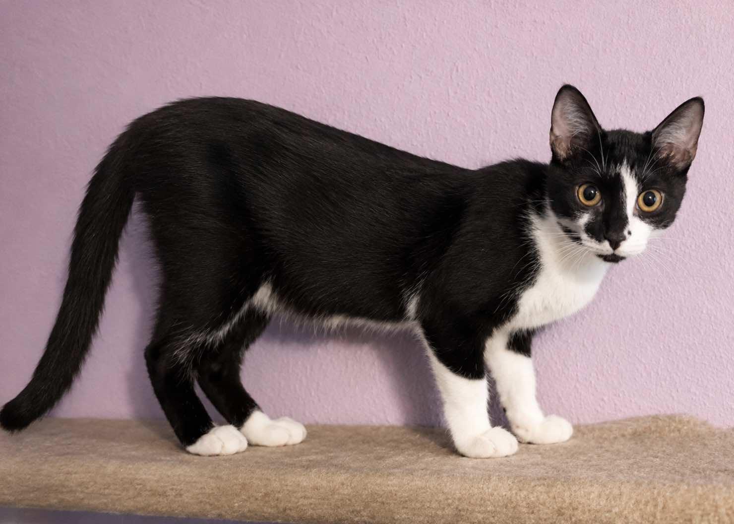 Enlarge Maggie - The Simpsons, a Adoptable Tuxedo in Houston, TX image 2/3