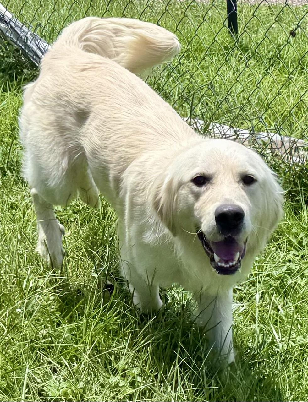Ozzy, a ADOPTABLE Golden Retriever in New Canaan, CT image 2/5