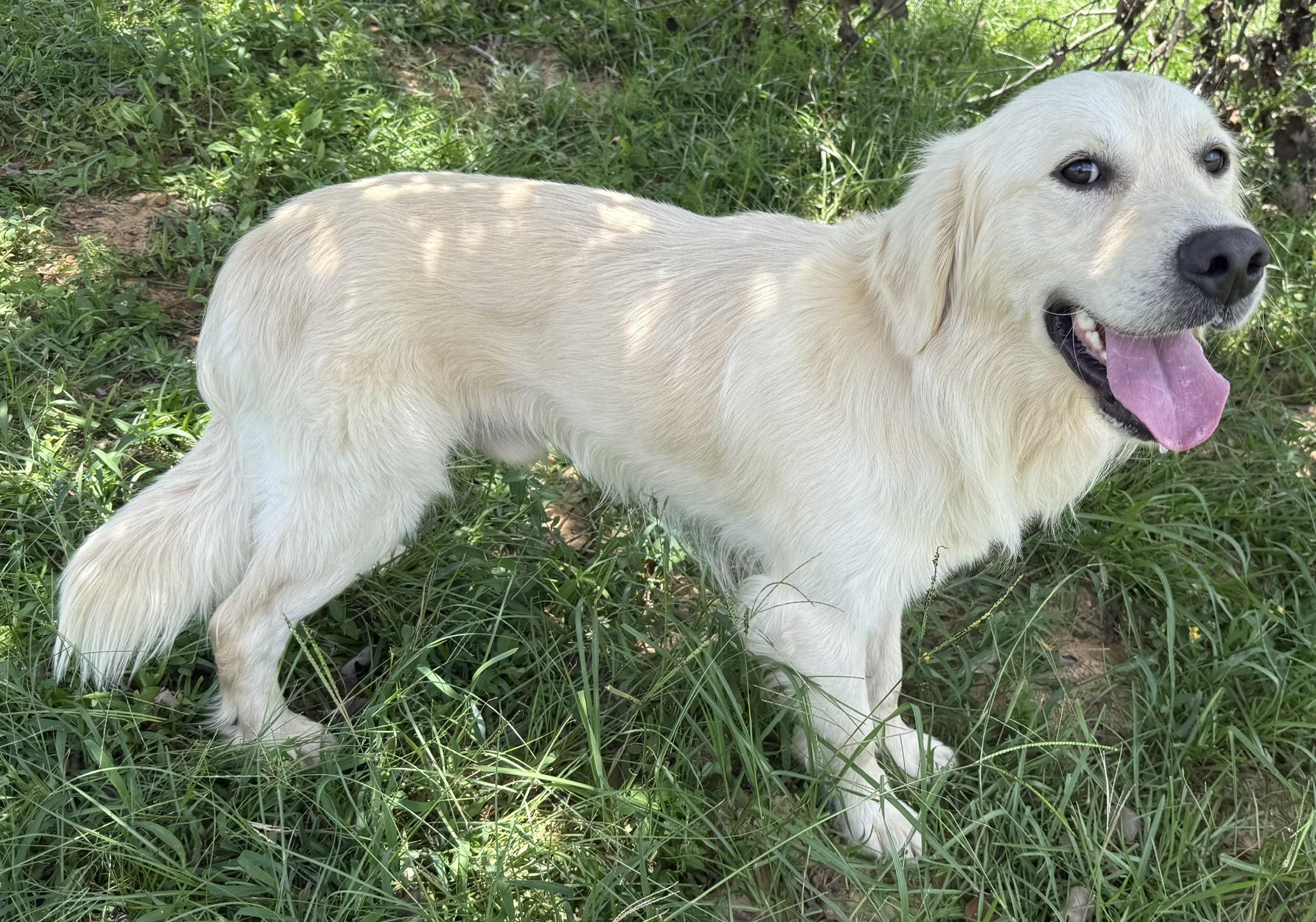 Ozzy, a ADOPTABLE Golden Retriever in New Canaan, CT image 4/5