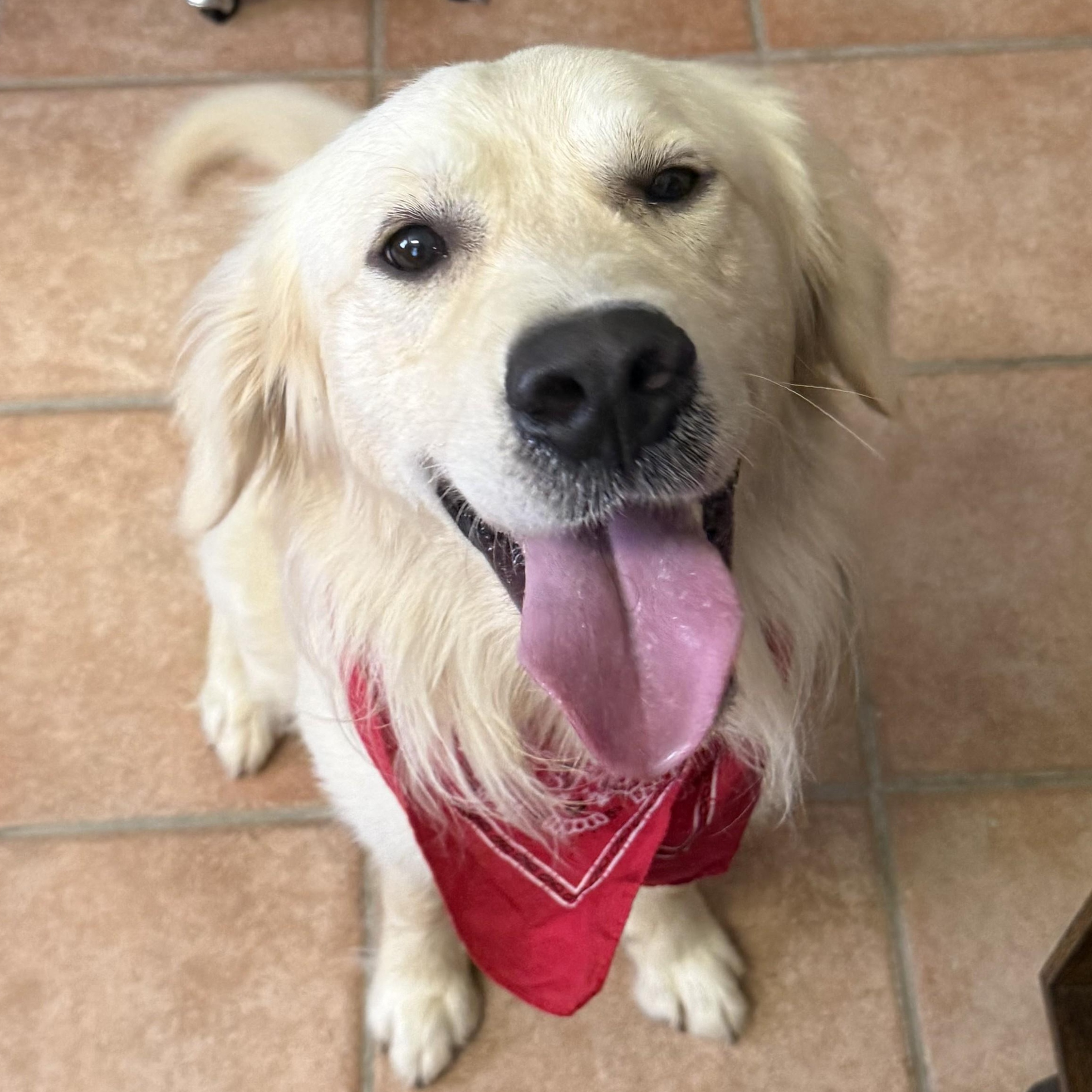 Ozzy, a ADOPTABLE Golden Retriever in New Canaan, CT image 5/5