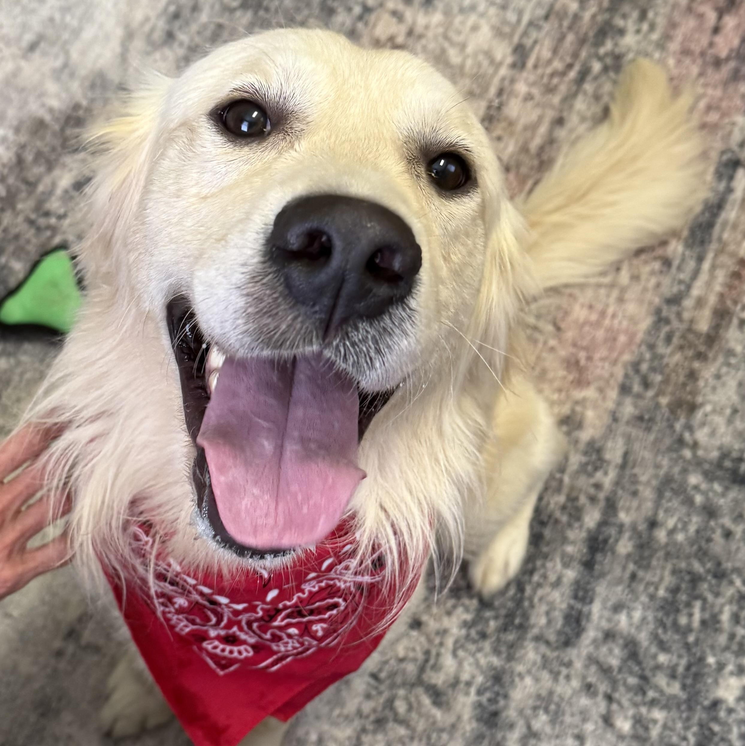 Ozzy, a ADOPTABLE Golden Retriever in New Canaan, CT image 1/5