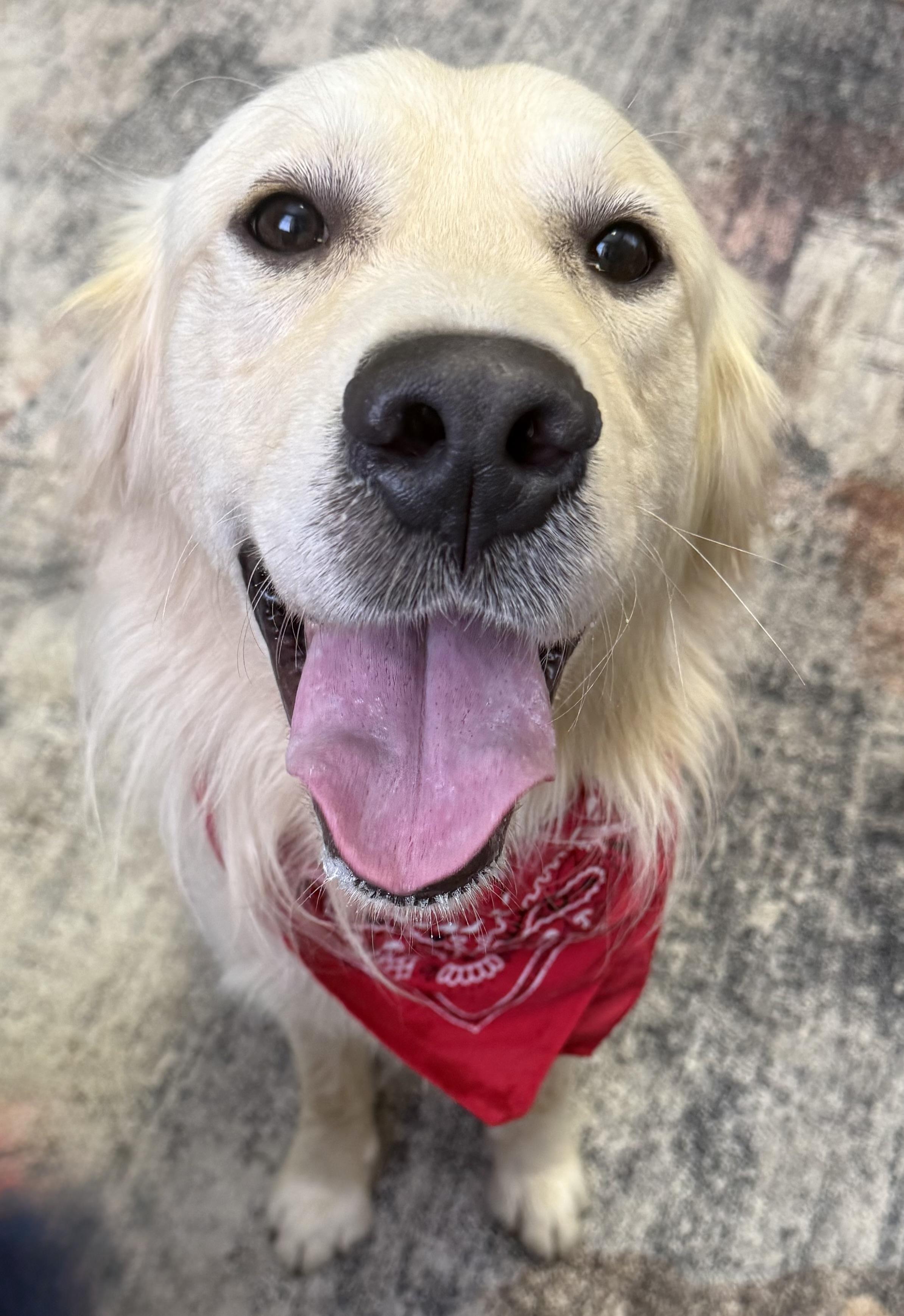Ozzy, a ADOPTABLE Golden Retriever in New Canaan, CT image 3/5