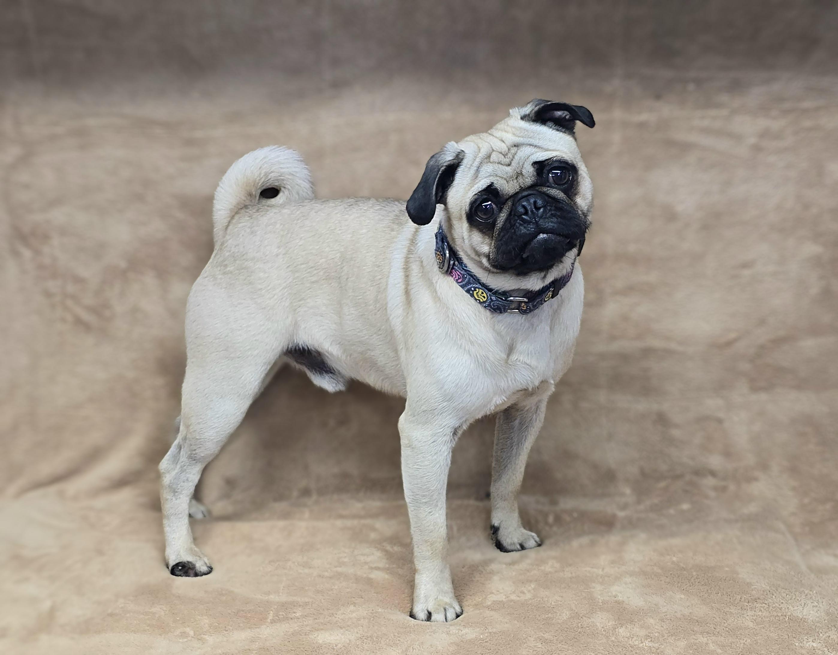 Enlarge Chico, a Adoptable Pug in San Pedro, CA image 2/6