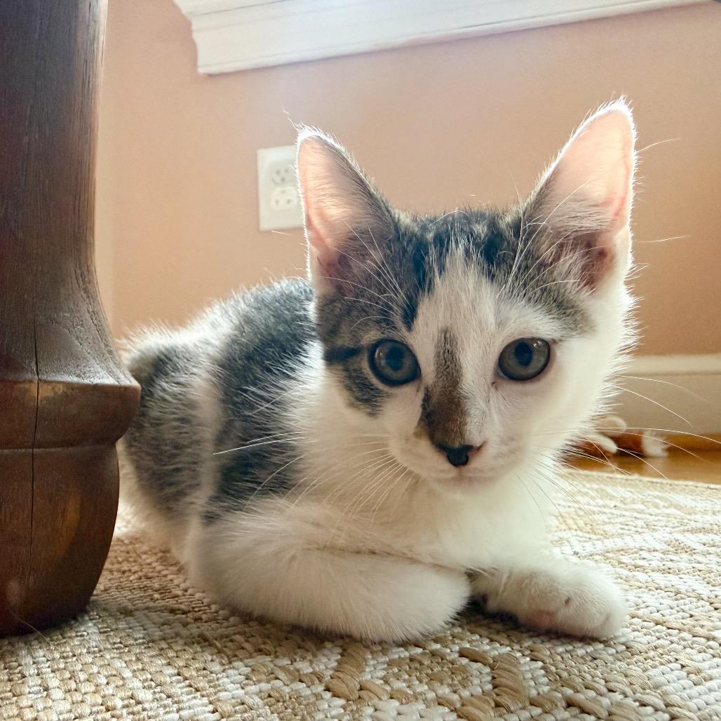 Tape, Adoptable, Kitten Male Domestic Short Hair.