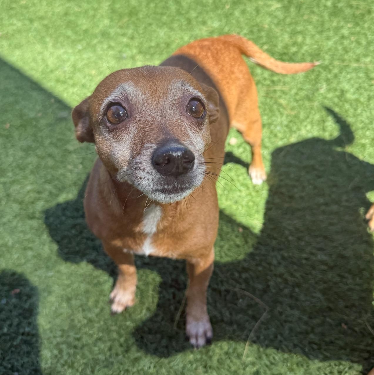 Thelma, an adopted Chihuahua in Groton, CT image 3/3