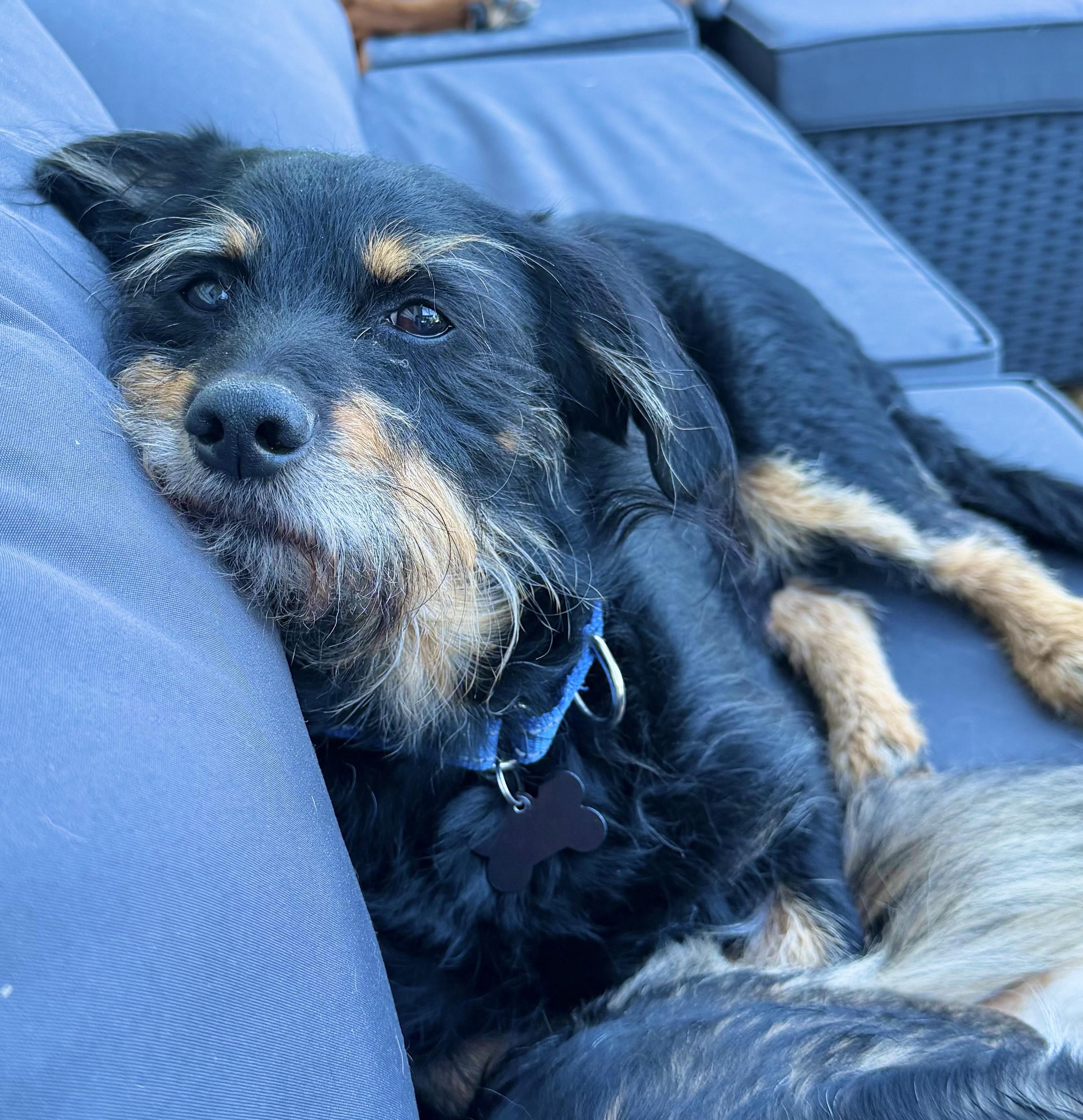 Rocky, a Adoptable mixed breed in Godfrey, IL image 5/5