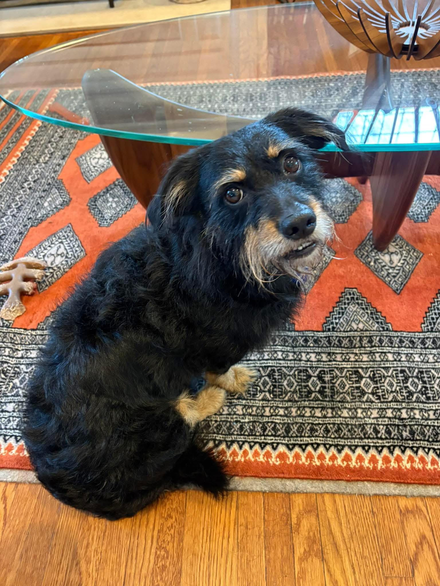 Enlarge Rocky, a Adoptable mixed breed in Godfrey, IL image 4/4