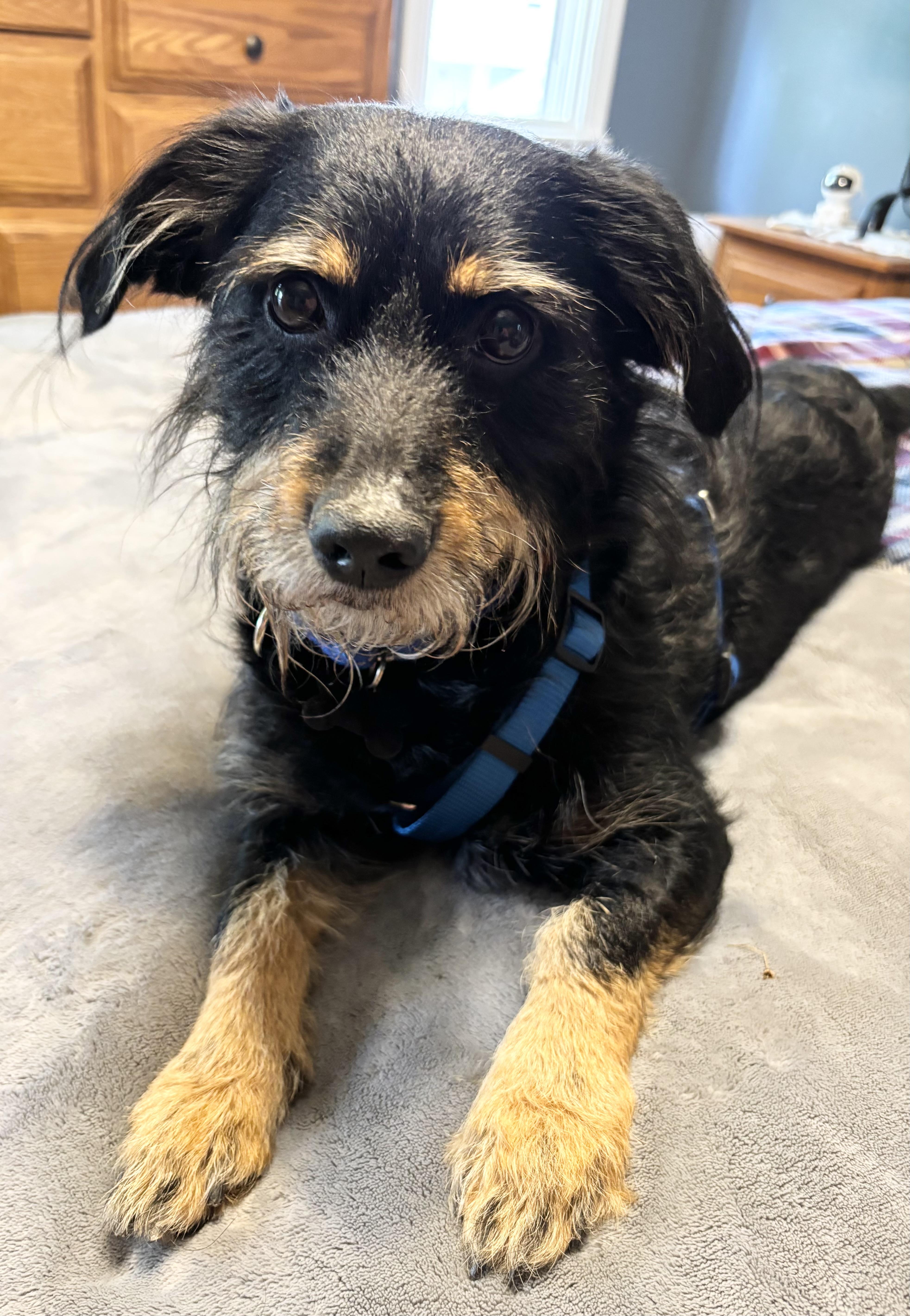 Enlarge Rocky, a Adoptable mixed breed in Godfrey, IL image 3/4
