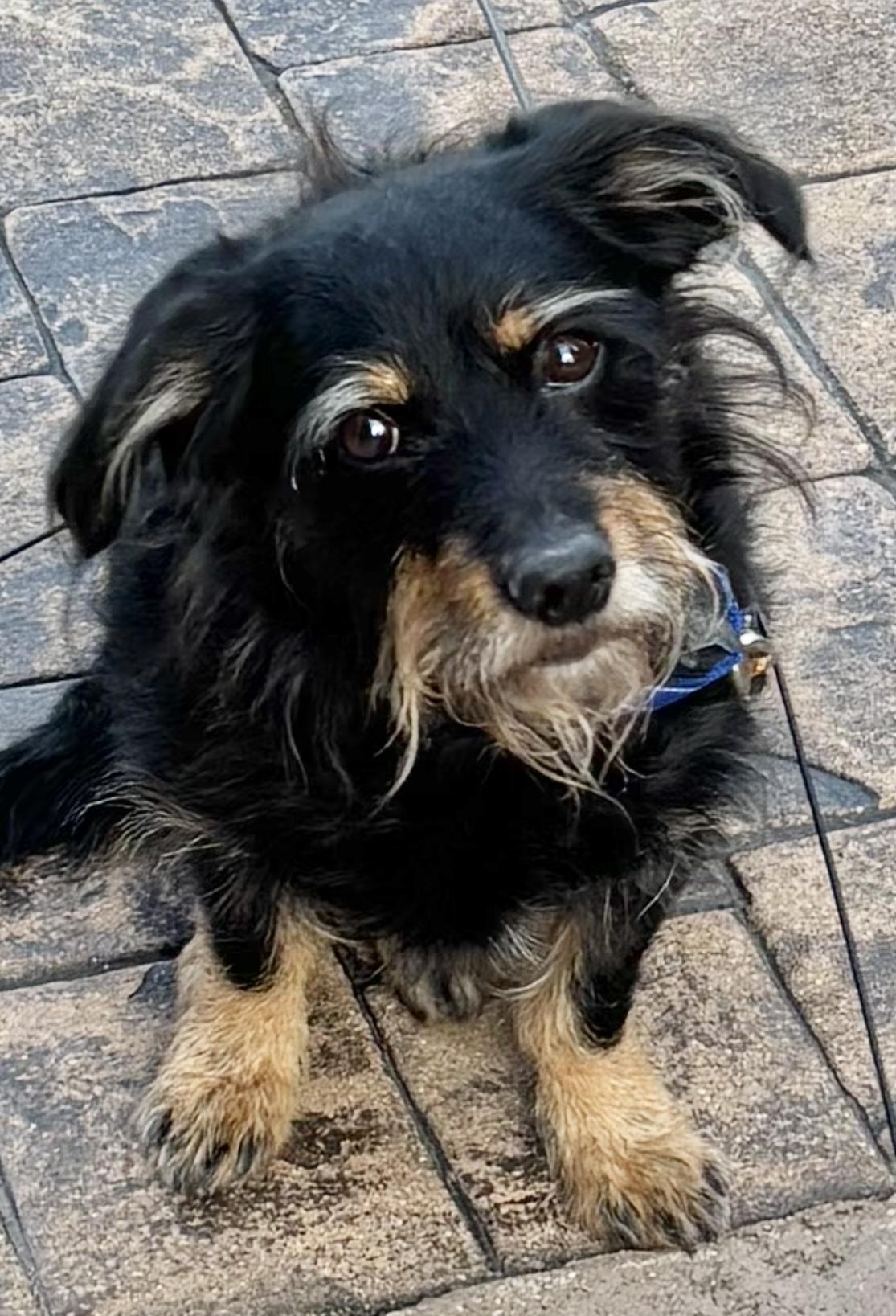 Rocky, Adoptable, Adult Male Dachshund & Scottish Terrier.