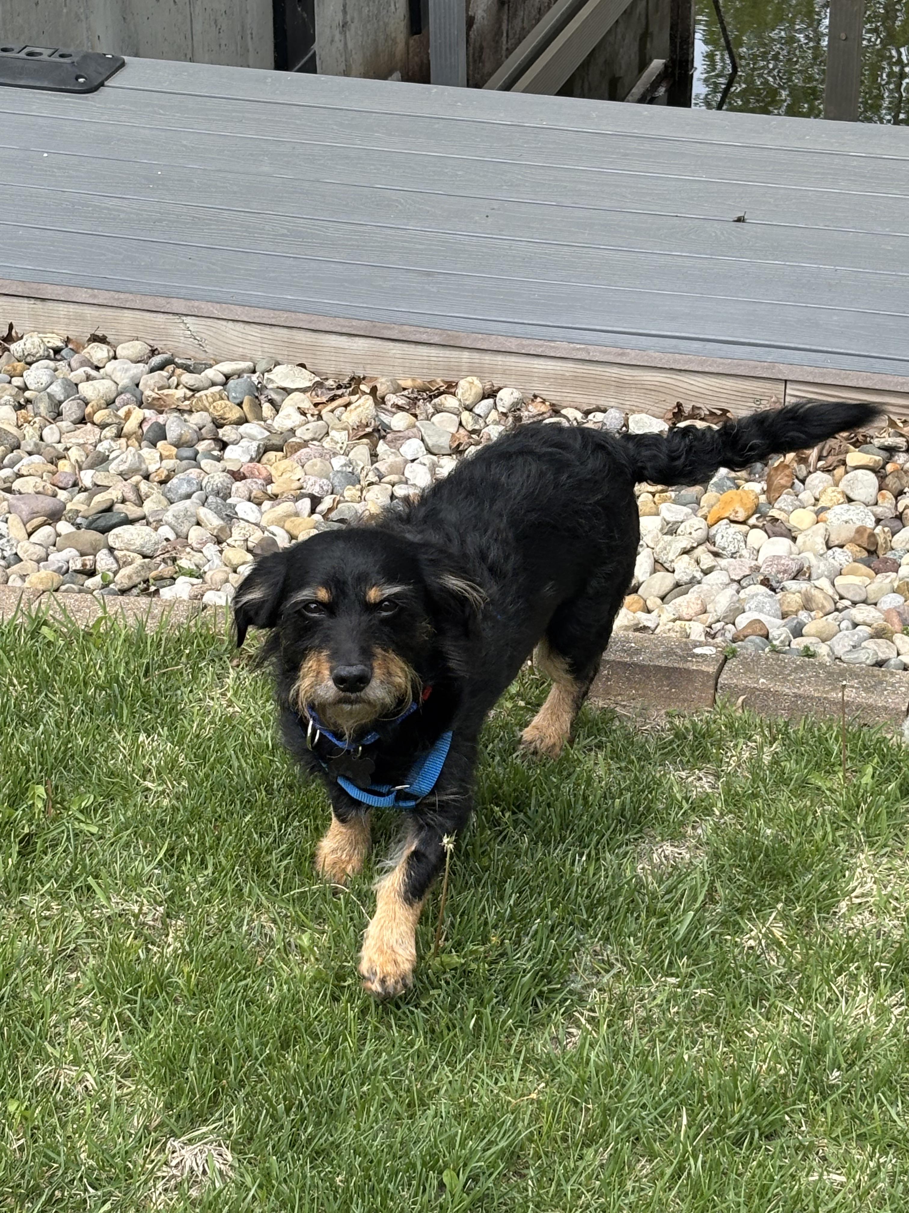 Enlarge Rocky, a Adoptable mixed breed in Godfrey, IL image 2/4