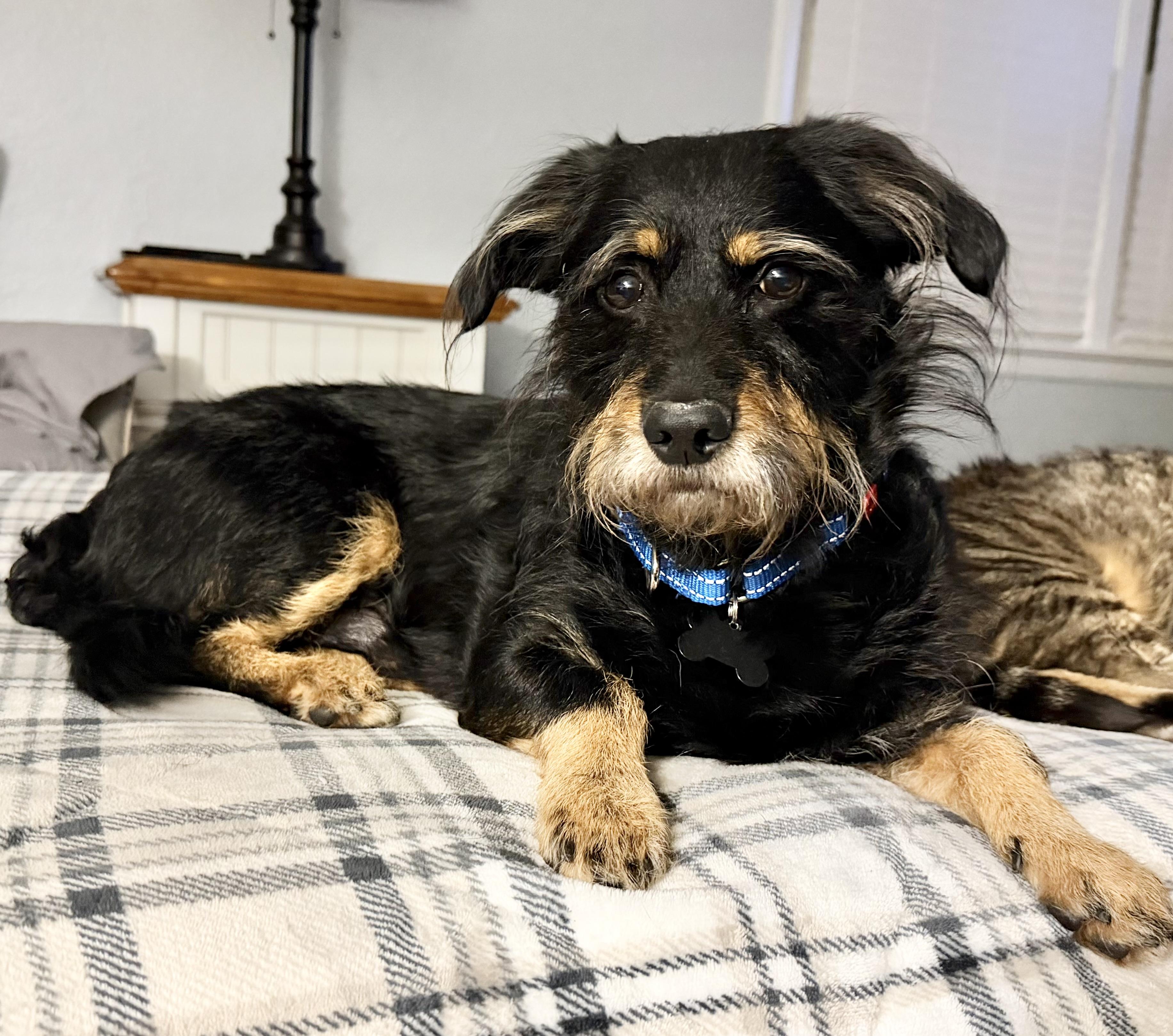 Rocky, a Adoptable mixed breed in Godfrey, IL image 1/5