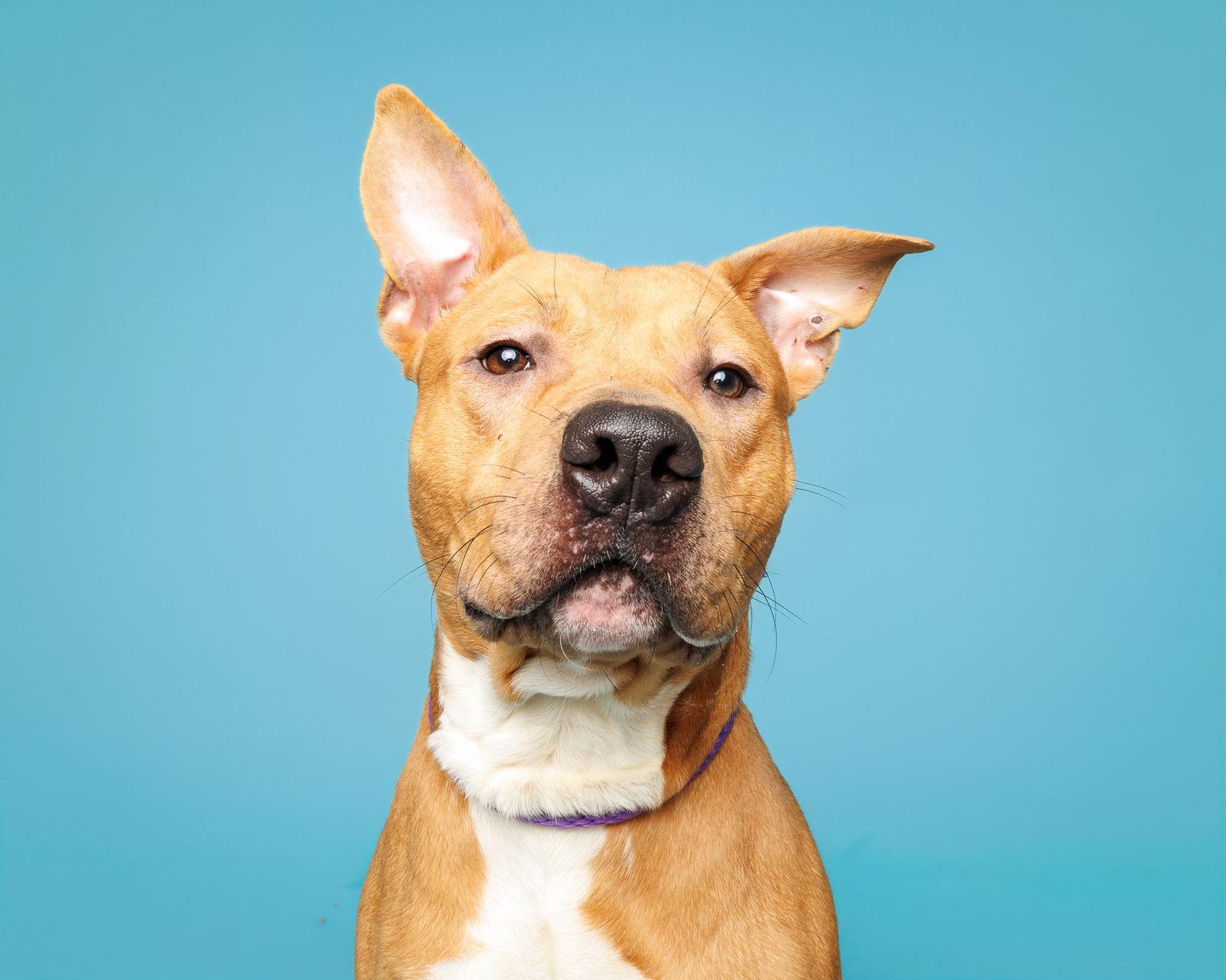 Enlarge Woofio, a Adopted Mixed Breed in Durham, NC image 1/1