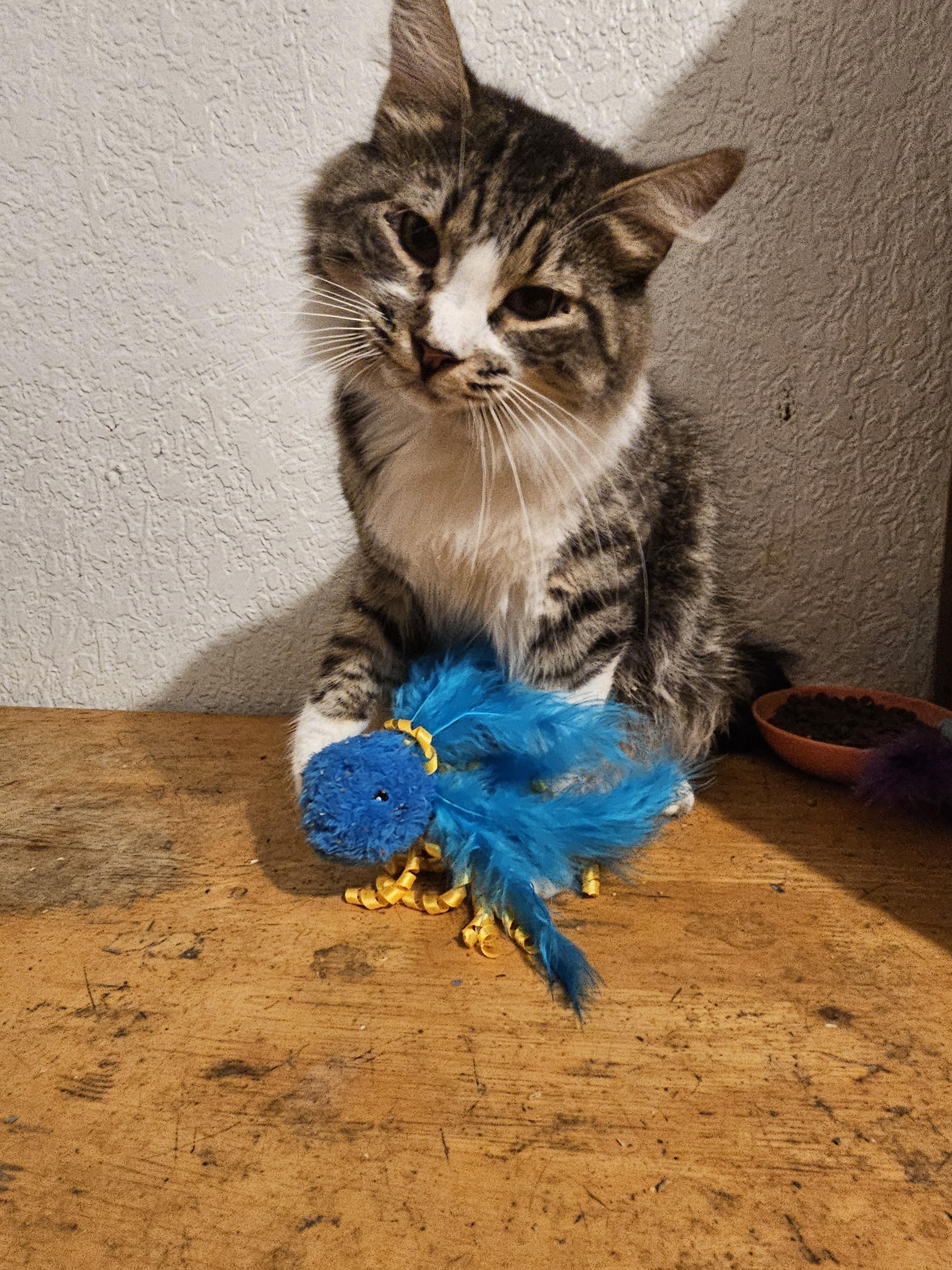 Leila, Adoptable, Young Female Tabby.