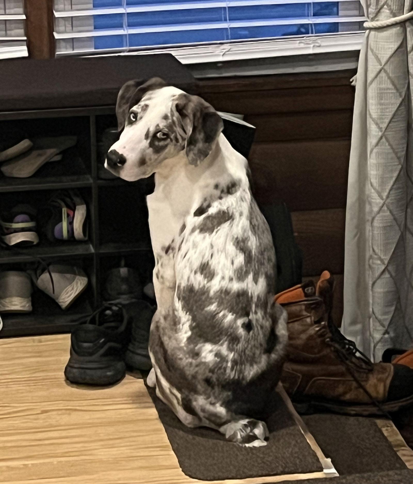 Bellpepper Pizza *LOCAL*, Adopted, Puppy Male Australian Shepherd.