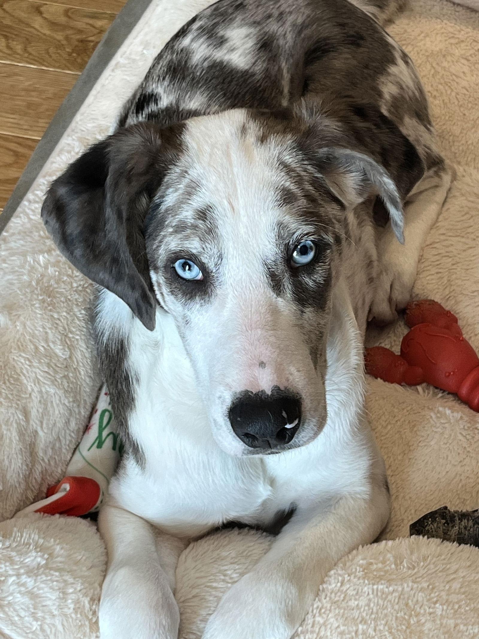 Enlarge Bellpepper Pizza *LOCAL*, a Adopted Australian Shepherd in Wakefield, RI image 3/3