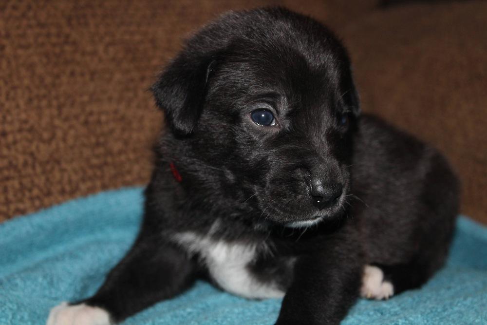 1051 50 Scent, Adoptable, Puppy Male Australian Shepherd.