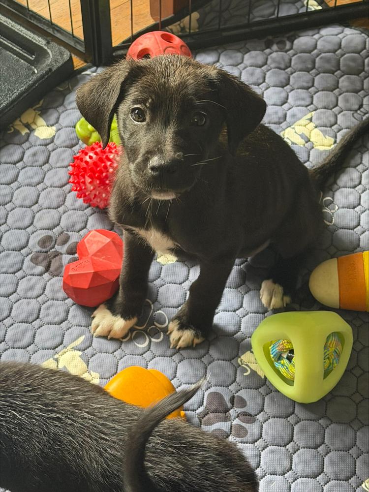 Enlarge 1051 Junior pka 50 Scent, a Adoptable mixed breed in McFarland, WI image 1/6