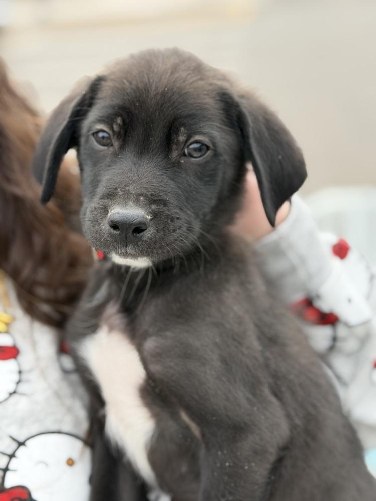 Enlarge 1051 Junior pka 50 Scent, a Adoptable mixed breed in McFarland, WI image 2/6