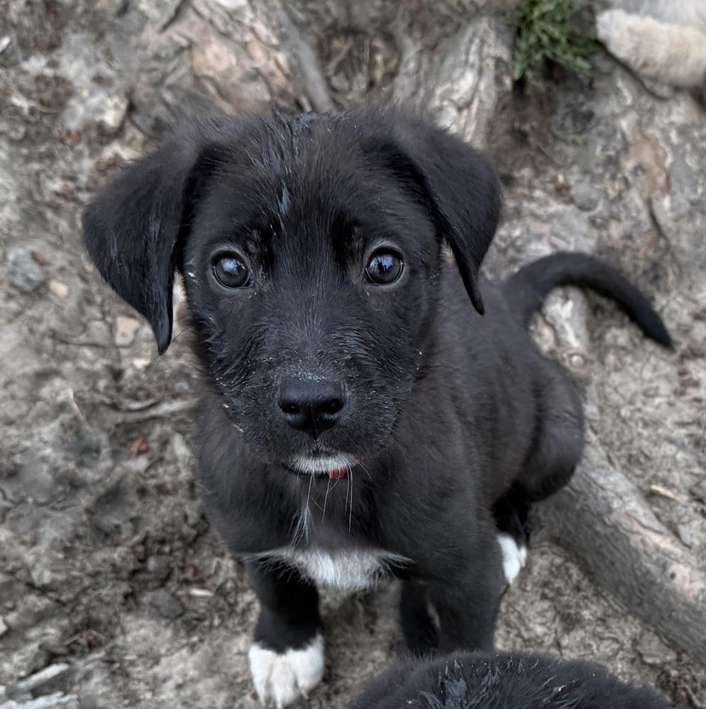 1051 Junior pka 50 Scent, a Adoptable mixed breed in Milwaukee, WI image 4/6