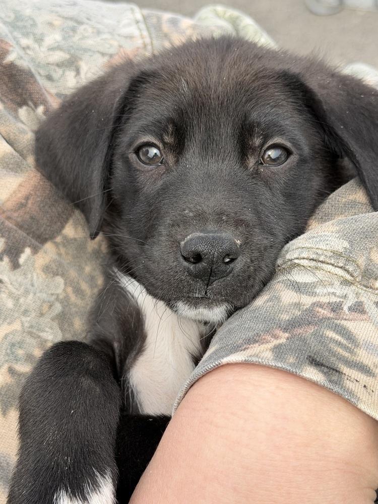 1051 Junior pka 50 Scent, Adoptable, Puppy Male Australian Shepherd.