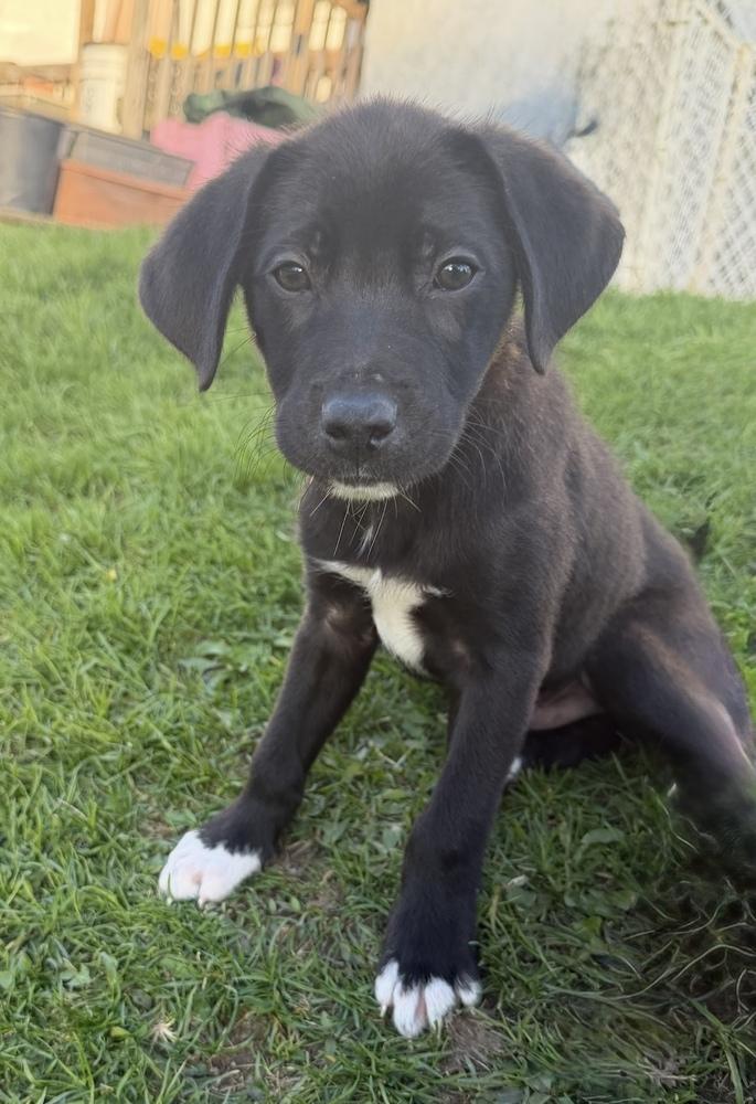 Enlarge 1051 Junior pka 50 Scent, a Adoptable mixed breed in McFarland, WI image 3/6